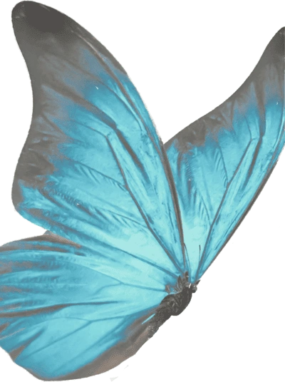Hero Butterfly